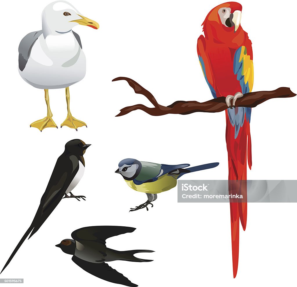 Set Of Different Birds Stock Illustration - Download Image Now ...