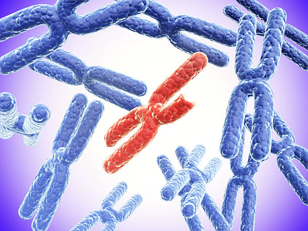 istock Broken red X chromosome and full blue chromosomes 501596120