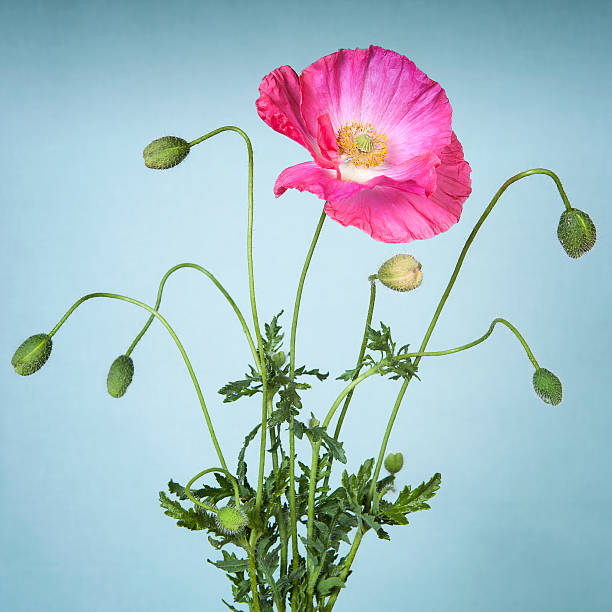 istock Pink poppy flower on light blue background 501596323