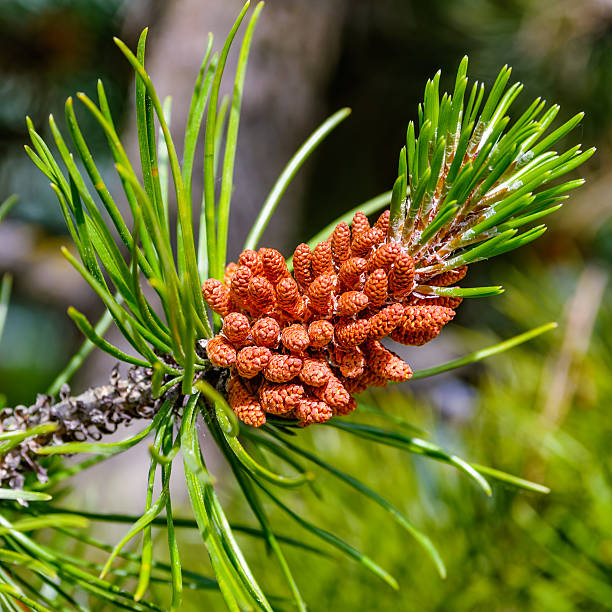 pine flores - piny fotografías e imágenes de stock