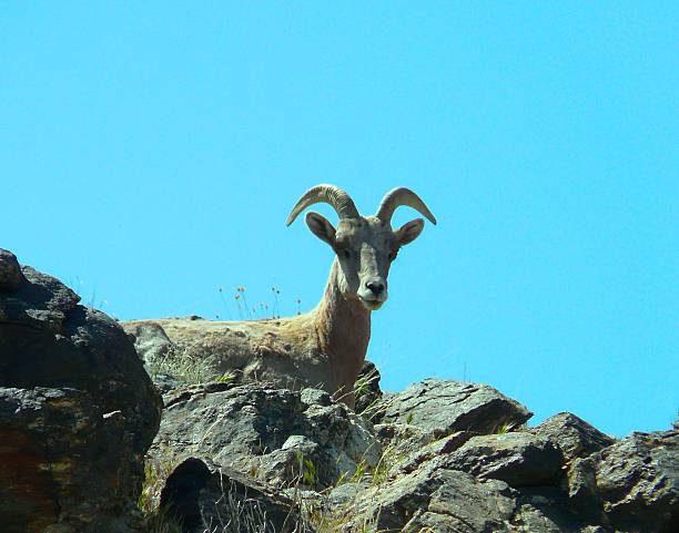 mouflon des rocheuses - bighorn sheep sheep desert mojave desert photos et images de collection