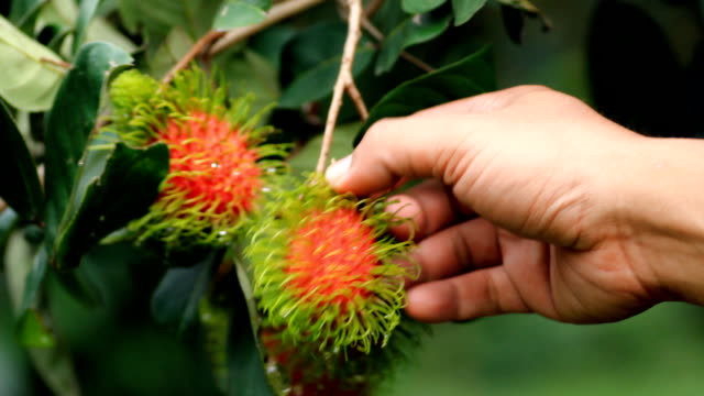 Tropical fruit with human hand.