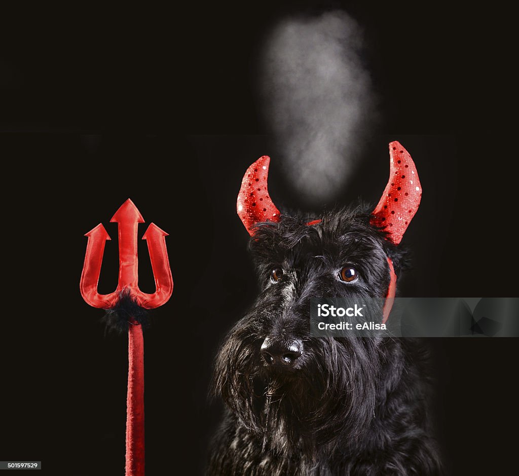 Cane di diavolo - Foto stock royalty-free di Abbigliamento