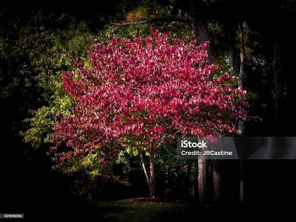 Bejeweled Tree A tree with vibrant red leaves. 2015 Stock Photo