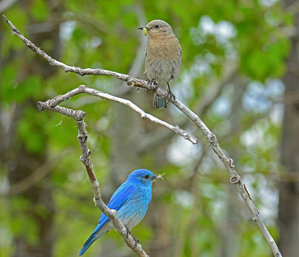 istock Male and Female Mountain Bluebirds 501598560