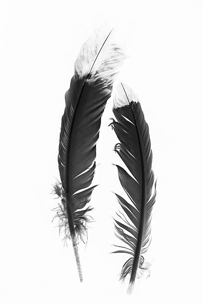 A close up photo of a couple of Native American Indian feathers in black and white.  I inverted the image to give it this look.  