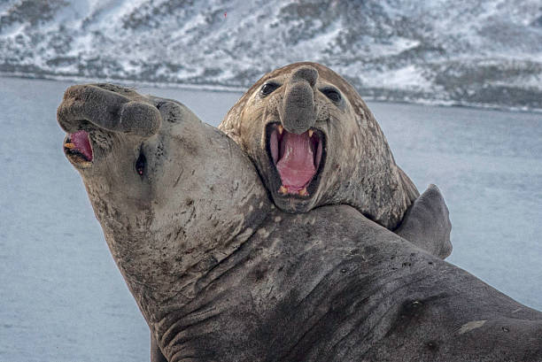 Two male Southern Elephant Seals  seals fighting