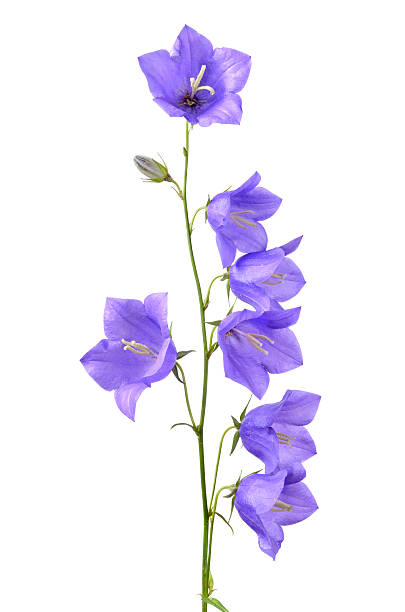 fiorente bellflowers - campanula wildflower cut out isolated foto e immagini stock