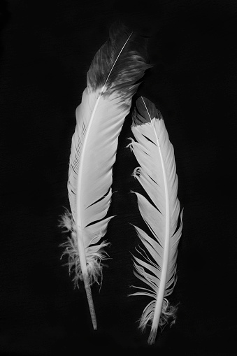 A close up photo of a couple of Native American Indian feathers in black and white.  