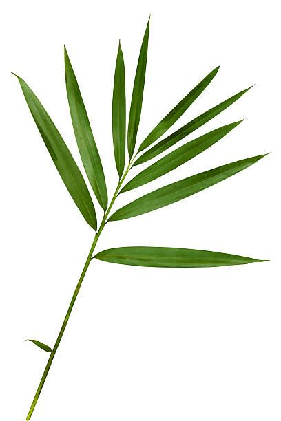 foglia di bambù con clipping path isolato su bianco - grass family vertical simplicity plant foto e immagini stock
