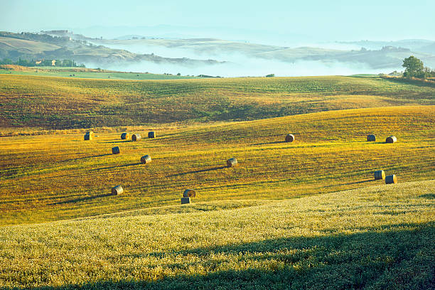 bales en los campos de trigo en la toscana, italia - morning cereal plant fog corn crop fotografías e imágenes de stock