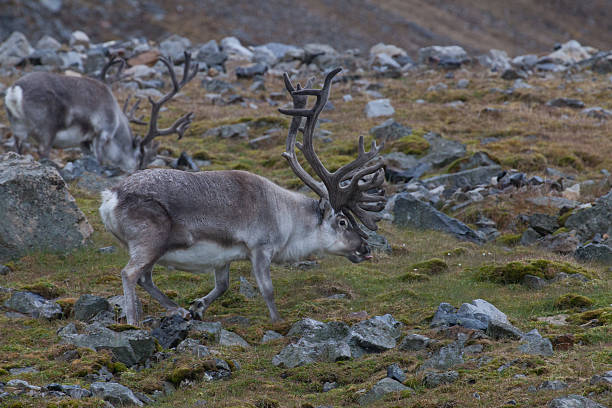 istock Reindeer grazing in Spitzbergen 501599649