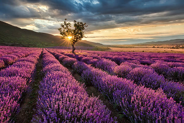 Lavender field at sunrise