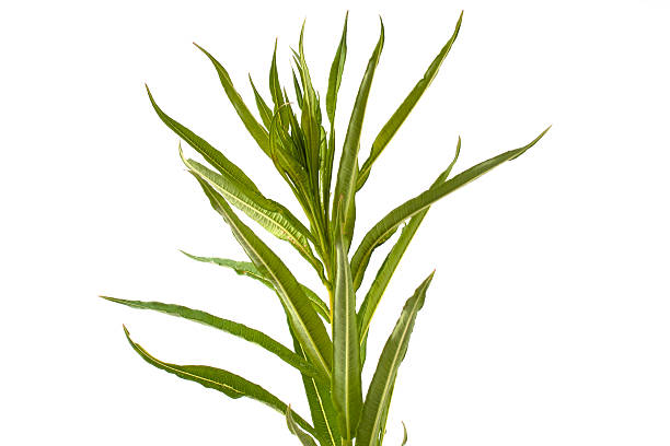 istock leaves of willow-herb (Ivan-tea) on white 501599902