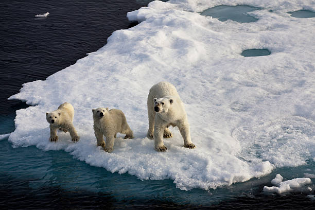 trzy niedźwiedzie polarne na lodzie przepływu - polar bear global warming ice bear zdjęcia i obrazy z banku zdjęć