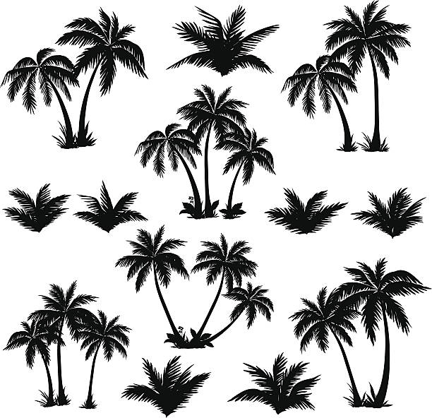 tropikalne palmy zestaw sylwetki - palm stock illustrations