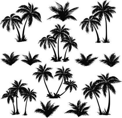 Set tropical palm trees with leaves, mature and young plants, black silhouettes isolated on white background. Vector