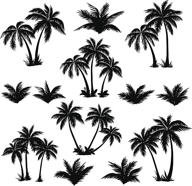 Tropical palm trees set silhouettes Set tropical palm trees with leaves, mature and young plants, black silhouettes isolated on white background. Vector isolated background objects stock illustrations