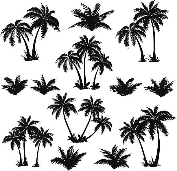 Vector illustration of Tropical palm trees set silhouettes