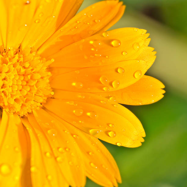 istock Macro of a yellow marigold flower with raindrops 501601099