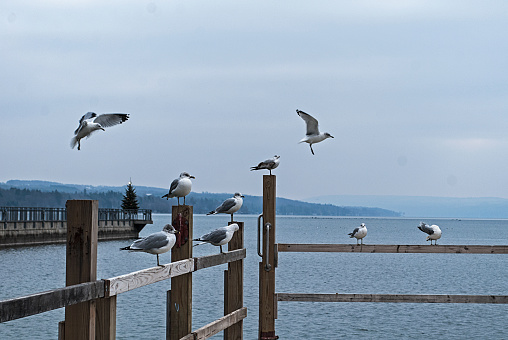 A small flock of seagulls on a wooden pier overlooking a slightly rippled lake.  The weather is overcast and the far bank of the lake is visible.   In the water behind the birds is a pier with a christmas tree on the end out in the middle of the lake.