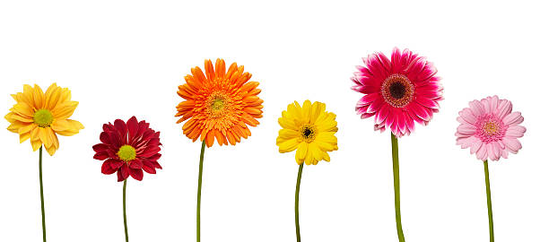 istock flower nature garden botany daisy bloom 501601441