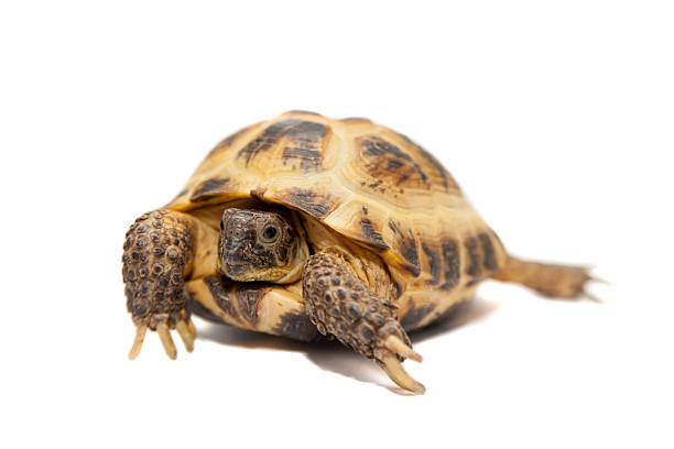 istock Russian or Central Asian tortoise on white 501601583