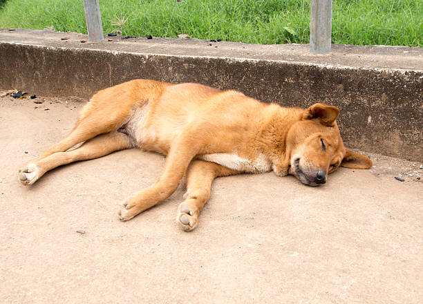 istock Lonely homeless dog sleeping on the sidewalk 501602049