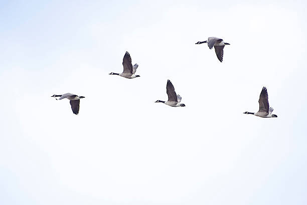 istock Gaggle of Geese in Flight 501602164