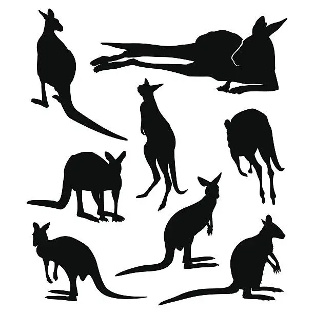 Vector illustration of Kangaroos