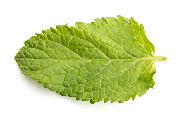 istock Fresh raw mint leaves isolated on white 501602274