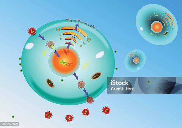 Grippevirus Vervielfältigung Stock Vektor Art und mehr Bilder von Virus - Virus, Pedalantrieb, Ribonukleinsäure