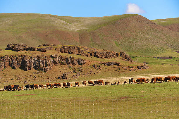 istock Cattle graze in a line near basalt rocks. 501602840