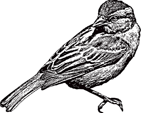 Mezzotint illustration of a Sparrow.