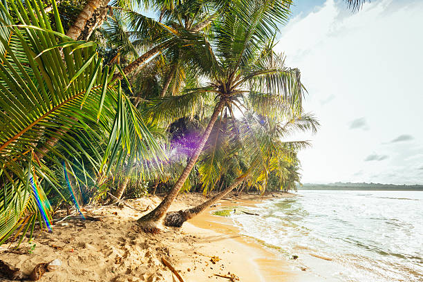 paradis tropical limon costa rica, destinations de voyage sur la plage dans les caraïbes - central america flash photos et images de collection