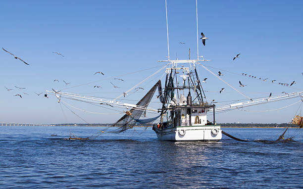 Gulf Coast Shrimping boat off Biloxi/Ocean Spring's Coast.  Small dolphin partially visible off left net.