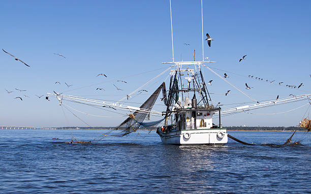 северное побережье мексиканского залива shrimping лодке в билокси - fishing промышленность стоковые фото и изображения