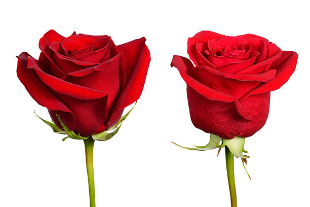 istock Two flowers of red rose 501605202