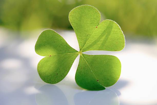 istock Single Wood Sorrel or Oxalis leaf 501606676