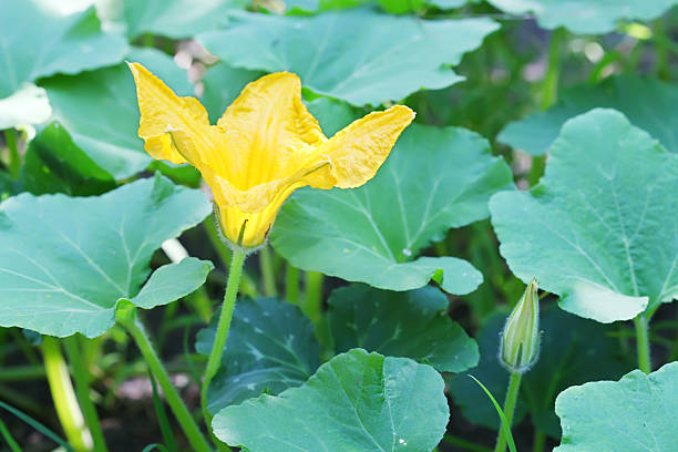 flor de calabacín - zucchini blossom squash single flower fotografías e imágenes de stock