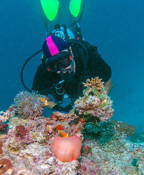 istock Big Purple Anemone and Scuba Diver 501607054