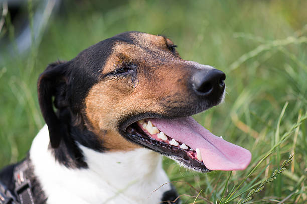 istock Cute terrier dog lying in grass 501613107