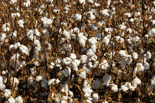 istock Field of Cotton Plants with Bolls Ready for Harvest 501613391