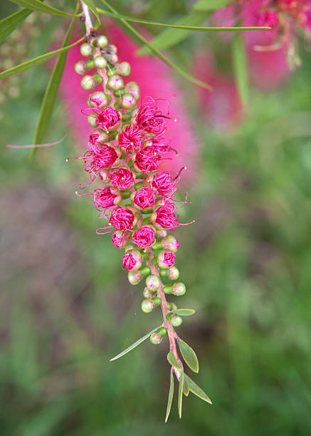 istock Pink Bottlebrush flowers 501614669