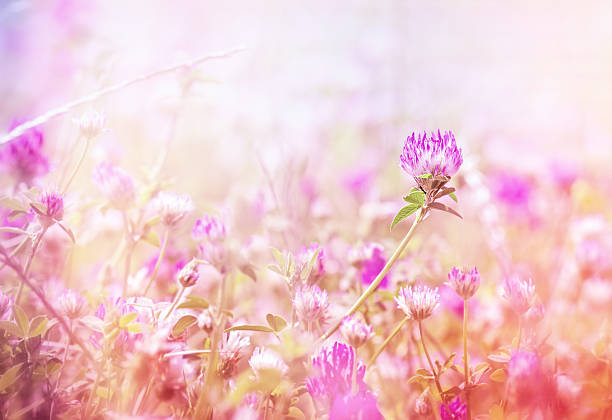 istock Flowering beautiful red clover in meadow 501614747