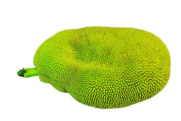 A green raw jackfruit or Kathal