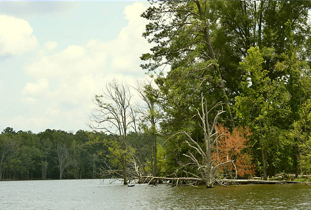A dramatic sky with thunderheads are moving over the calm water of a pond in a pine forest.