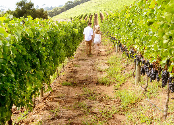 istock Young couple walk away through sunlit hillside vineyard 501615509