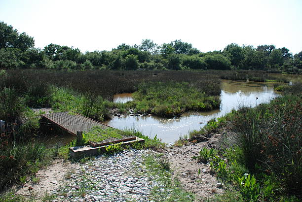istock Isonzo Wetland Nature Reserve 501615575