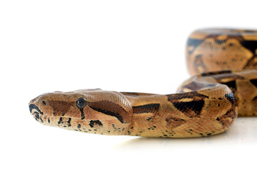 Boa constrictor in front of white background